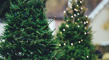 Ամանորի եղևնիները կտեղափոխվեն վերամշակման՝ աղբավայրի փոխարեն