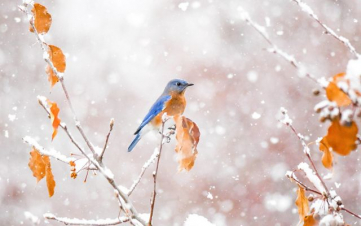 Ջերմաստիճանը փետրվարի 3-ի գիշերը կնվազի 8-10 աստիճանով