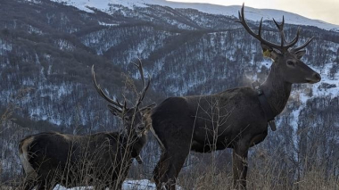 Դիլիջանի ճանապարհներին ազնվացեղ եղջերուին հանդիպելու վտանգի մասին զգուշացնող նշաններ կտեղադրվեն