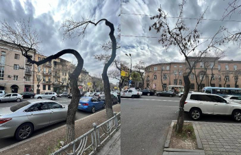 Մոսկովյանից մինչև Տերյան «մեծ սաղարթով» ծառերը ըստ հերթականության. Բեգոյանը լուսանկարներ է հրապարակել