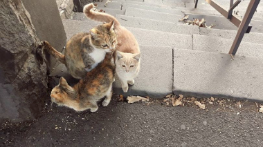 Երևանում հայտնաբերվել են մորթազերծ արված կատուներ, մեկ անձի ինքնությունը բացահայտվել է․ ՔԿ