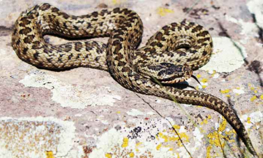 Օձեր են հայտնաբերվել մի շարք քաղաքներում