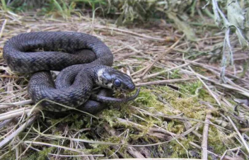 2 օրում 35 ահազանգ է ստացվել տարբեր բնակավայրերում օձերի հայտնաբերման մասին