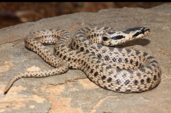 Օձերի ակտիվության շրջան․ ինչպե՞ս զգուշանալ և ինչպե՞ս վարվել