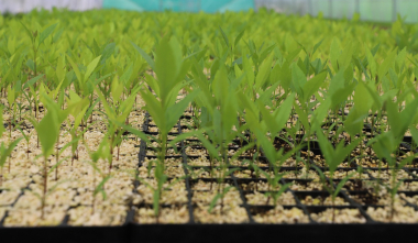 «Հայանտառի» և ՄԱԿ-ի համատեղ ծրագիրը կնպաստի անտառային տարածքների 2,5 տոկոսով ավելացմանը․ ՇՄՆ