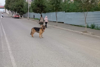 Սիրելի արցախցիներ, ովքեր ունեն կենդանի և վարորդները չեն բերում, խնդրում եմ կապվել ինձ հետ. Օվսաննա Հովսեփյան