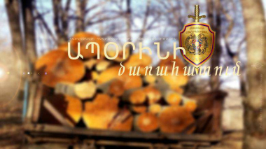Լոռիում ապօրինի ծառահատման դեպք է բացահայտվել. պայտանյութը տեղափոխվում էր Գյումրի