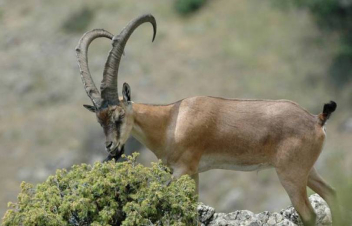 Ավտովթարի հետևանքով «Կարմիր գրքում» գրանցված կենդանին տեղում սատկել է