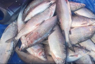 Մինչև հունվարի 20-ն արգելվում է սիգի որսը. ՍԱՏՄ