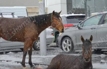 Հաջողվել է գտնել Իսակովի պողոտայում հայտնված ձիու և վիրավոր քուռակի տիրոջը