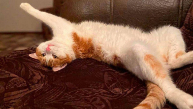 Գնացքից դուրս շպրտված Թվիքս կատվի հետ տեղի ունեցած միջադեպից հետո քրեական գործ է հարուցվել