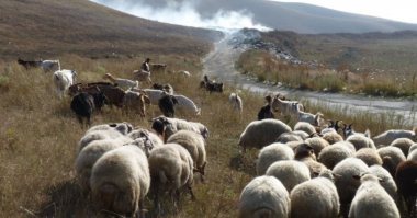 Արտակարգ դեպք Արարատում. մեքենան հարվածել է ոչխարի հոտին, 28 մայրացու ոչխար է սատկել