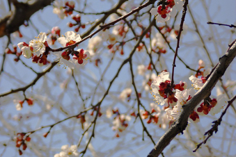 Տեղումներ չեն սպասվում․ օդի ջերմաստիճանը կբարձրանա