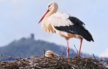 Գերմանիայի բնության պահպանության միությունը Հայաստանում կանցկացնի սպիտակ արագիլի հաշվառում