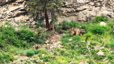 Մայր գորշ արջը ձագերի հետ ապահով շրջում է Եղեգիսում