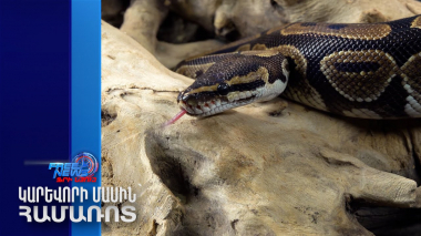 Պիթոնը կուլ է տվել կնոջը