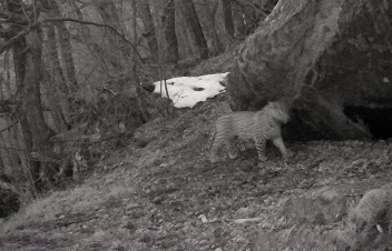 «Արևիք» ազգային պարկում կրկին նկատվել է ընձառյուծ (տեսանյութ)