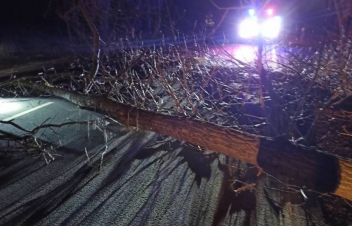 Ուժեղ քամուց ծառը պոկվել ու ընկել է քաղաքացու վրա. վերջինս հոսպիտալացվել է