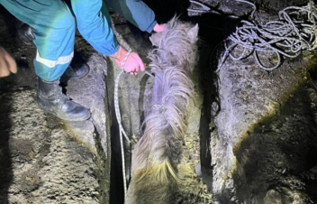 Փրկարարներն արգելափակված ձիուն դուրս են բերել փոսից