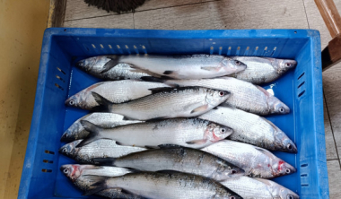 Սևանում սիգի պահպանության միջոցառումների արդյունքներով շուրջ 2800 կգ ձուկ է առգրավվել