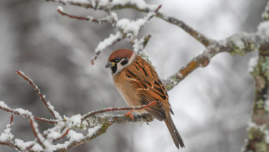 Աստիճանաբար կցրտի ևս 7-10 աստիճանով