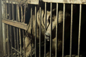 Երևանում տասնյակ տարիներ անազատության մեջ պահվող արջերին տեղափոխել են