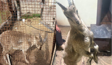 Արենիում ԲԸՏՄ աշխատակիցները հայտնաբերել են տան պայմաններում պահվող բեզոարյան այծ. կենդանական աշխարհին պատճառված վնասի չափը՝ 15 մլն դրամ