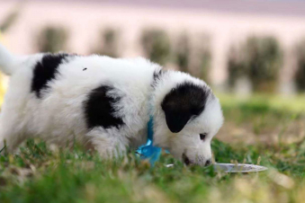 Շների ստերջացման ծրագիրը. Երևանից՝ Գյումրի