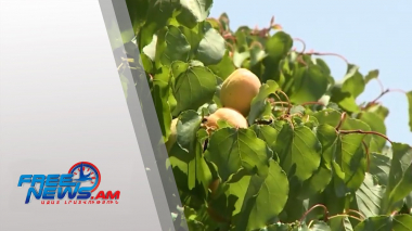 Երբ երաշխիքը դառնում է ռազմավարություն. գյուղատնտեսության նոր պաշտպանական վահանը