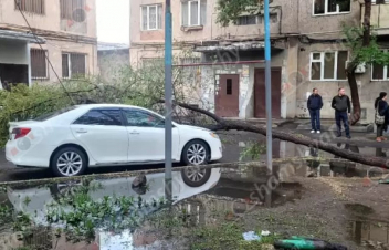 Երևանում հաստաբուն ծառը արմատից պոկվել և ընկել է կայանված «Տոյոտա Քեմրի»-ի վրա