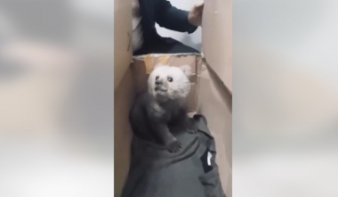 Ցանցում խճճված արջի քոթոթը տեղափոխվել է կենդանիների կացարան․ ԲԸՏՄ