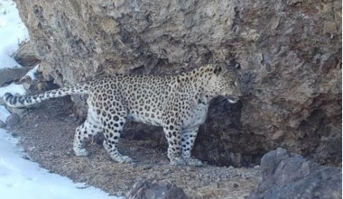 Հայաստանը միանում է Խոշոր կատվազգիների հարցերով միջազգային դաշինքին