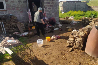 Նորատուսում գայլերը 75 գլուխ ոչխար ու գառ են հոշոտել