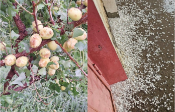 Արմավիրում ուժեղ կարկուտ է տեղացել. կան վնասներ