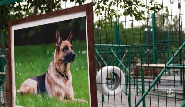 Նորք-Մարաշ վարչական շրջանը կունենա շների համար նախատեսված զբոսայգի