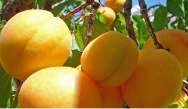 Հունիսի 1-ից հուլիսի 24-ը ՌԴ տարածք է մտել 2240 ծիրանով բեռնված բեռնատար․ Գևորգ Պապոյան