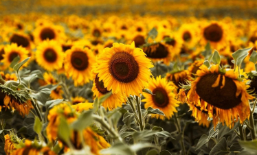 Օդի ջերմաստիճանը կբարձրանա