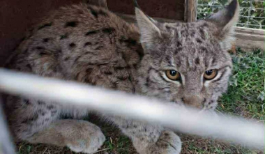 Բագրավանում հայտնաբերված հյուծված լուսանի ձագը տեղափոխվել է Երևանի կենդանաբանական այգի. ԲԸՏՄ