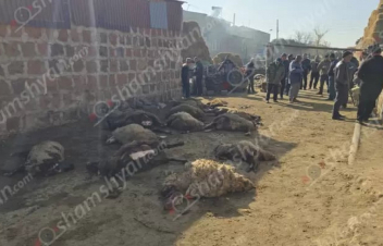 Գայլերն Արգինա գյուղում 43 ոչխար են հոշոտել, մեծ մասը՝ մայրացու