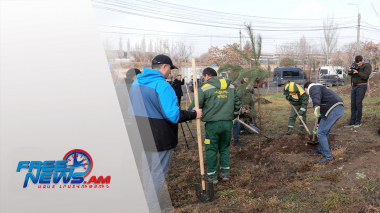 Երևանը համալրվում է նոր մշտադալար ծառերով
