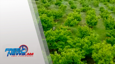 13.5 հեկտար կանաչ տարածքներ, 1200 մշտադալար տնկիներ՝ Երևանում