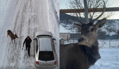 Խնդրում ենք չմոտենալ և չվնասել եղջերուներին. ՇՄՆ-ն զգուշացնում է