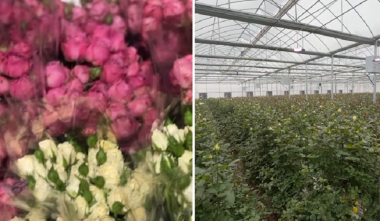 Արարատի մարզի Մխչյան բնակավայրում պետական աջակցության ծրագրով հիմնվել է 300 մ² վարդի ջերմոց. Փաշինյան