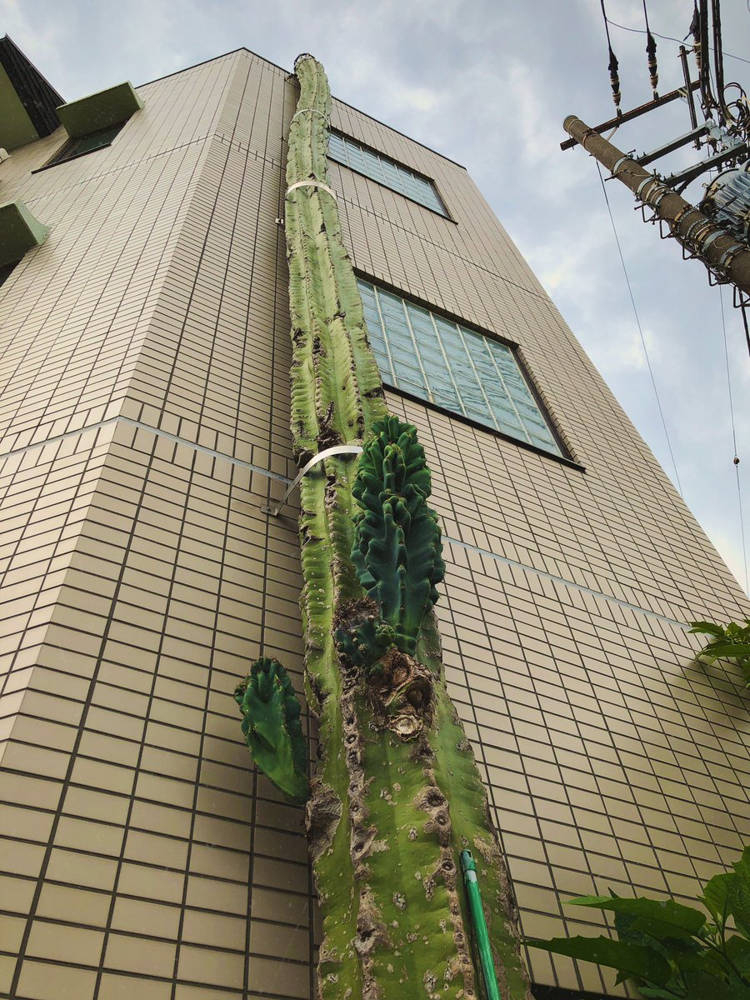 Տոկիոյում աճող հսկայական կակտուս են նկատել, որի երկարությունը գերազանցում է 10 մետրը (լուսանկարներ)