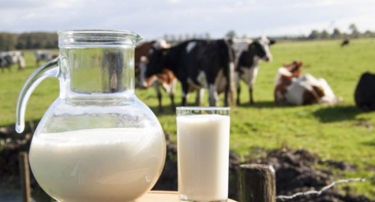 Ինչո՞վ է վտանգավոր նոր կթած տաք կաթը