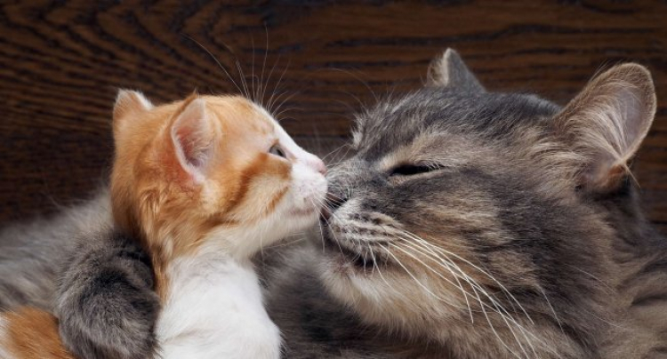 Գիտնականները COVID-19-ի դեմ պատվաստանյութ են մշակում կատուների եւ ջրաքիսների համար