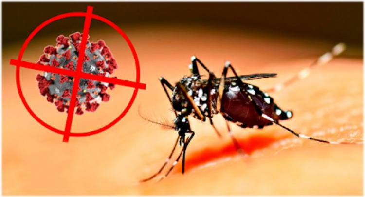 Հնարավո՞ր է արդյոք մոծակներից կորոնավիրուսով վարակվել