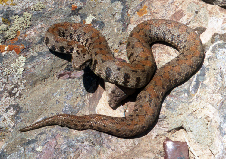 Երկգլխանի թունավոր օձ են հայտնաբերել. Հնդկաստան 