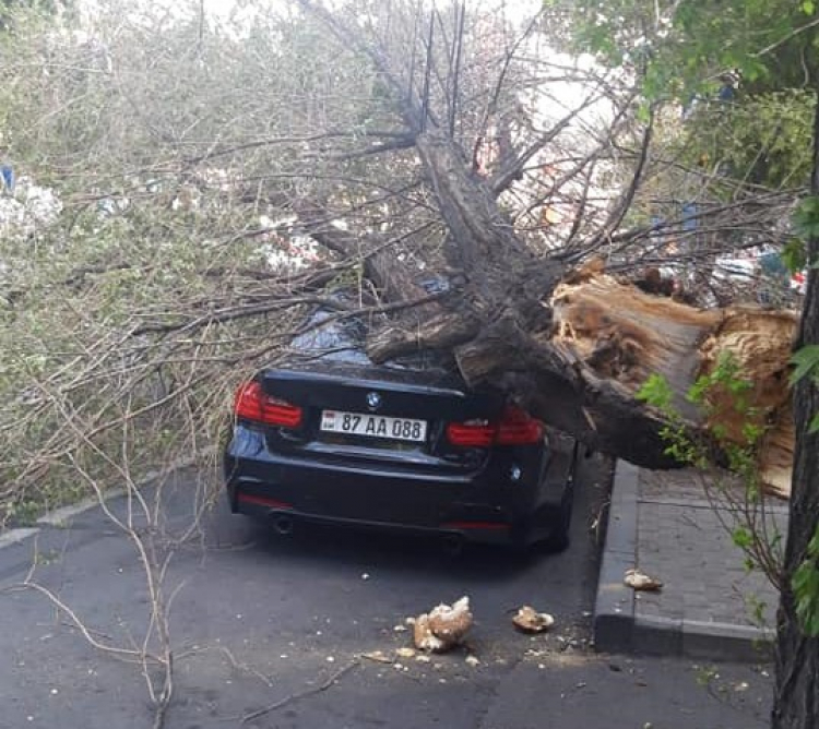 Ծառն ուղիղ ընկել է ավտոմեքենայի վրա