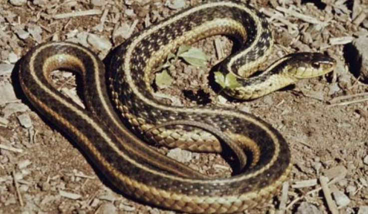 Թունավոր օձերը կարող են իրենց մեջ կորոնավիրուսի դեմ դեղամիջոց պարունակել․ ուսումնասիրություն